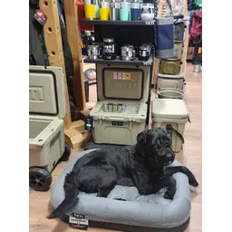 Yeti Trailhead Hundebett